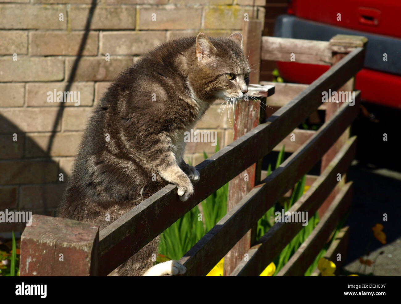 Angry cat Stockfoto