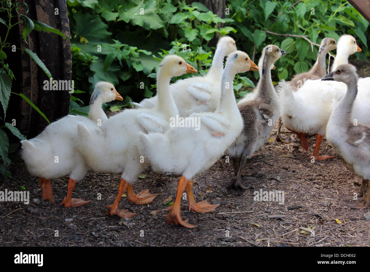 Bild von einigen jungen Gänsel im Dorf Stockfoto