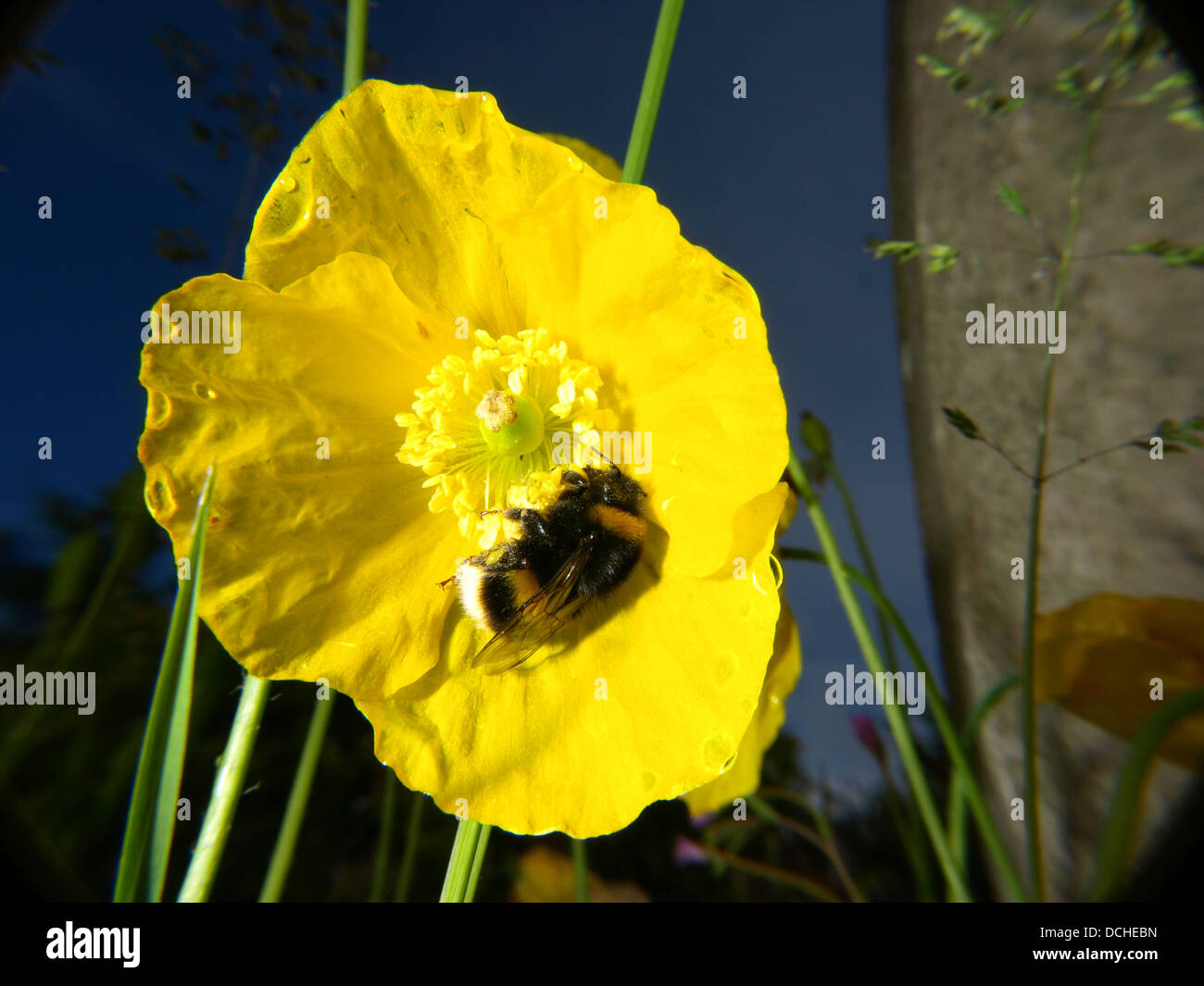 Hummel auf gelber Mohn Stockfoto