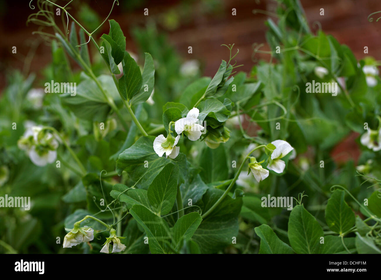 Erbsen garten Fotos und Bildmaterial in hoher Auflösung Alamy