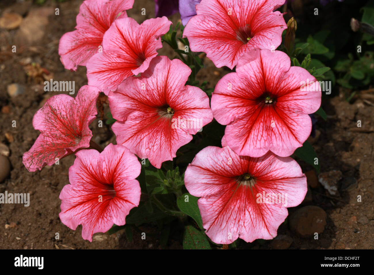 F1-Hybride Petunien, Petunia × Hybrida, Solanaceae. Garten Herkunft. Stockfoto