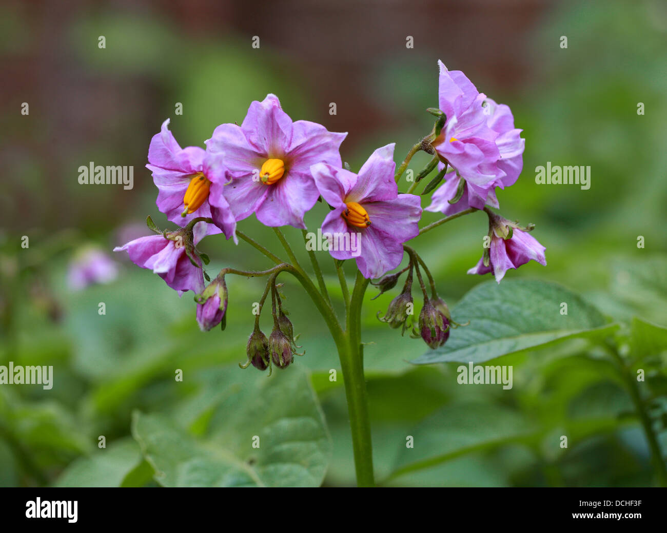 Potato blüht, Solanum Tuberosum, Solanaceae. Stockfoto