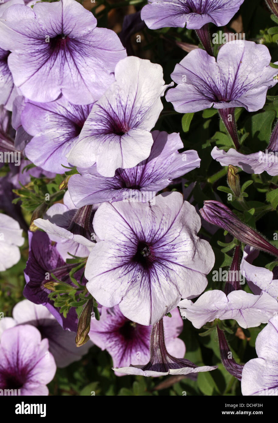 F1-Hybride Petunien, Petunia × Hybrida, Solanaceae. Garten Herkunft. Stockfoto