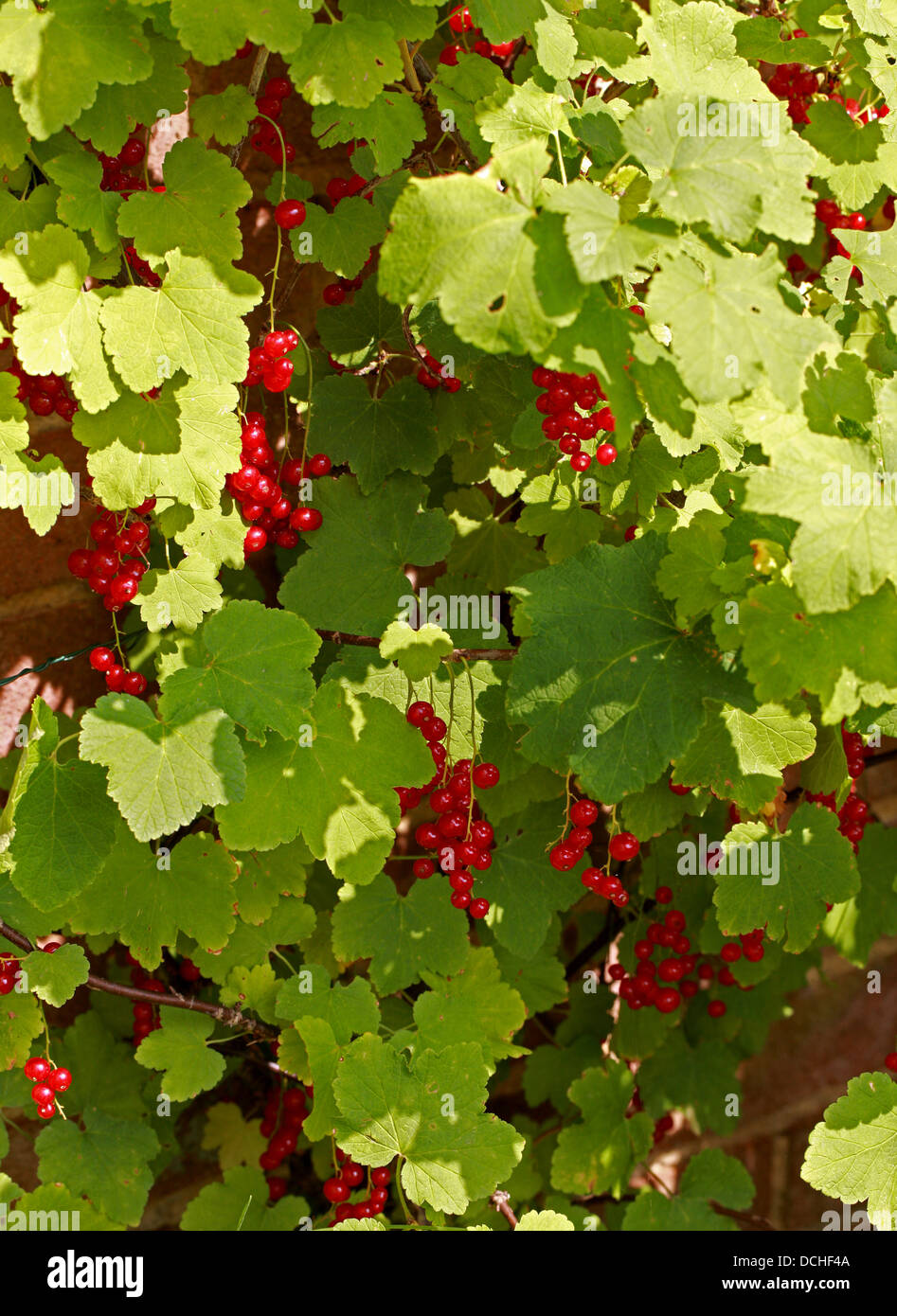 Johannisbeeren (oder rote Johannisbeere) Obst, Ribes Rubrum, Grossulariaceae Stockfoto