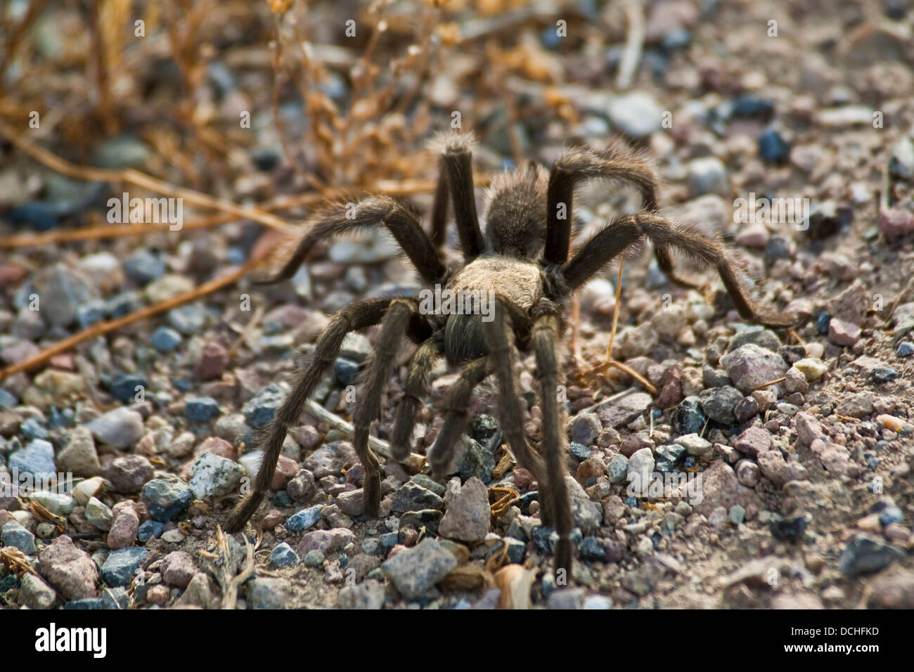 Tarantel, Death Valley Nationalpark, Kalifornien Stockfoto