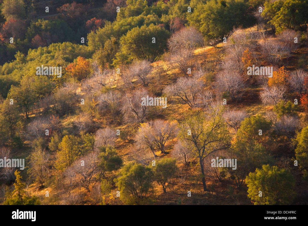 Morgenlicht auf Bäumen in den Ausläufern der Westhang des Sierra, Fresno County, Kalifornien Stockfoto