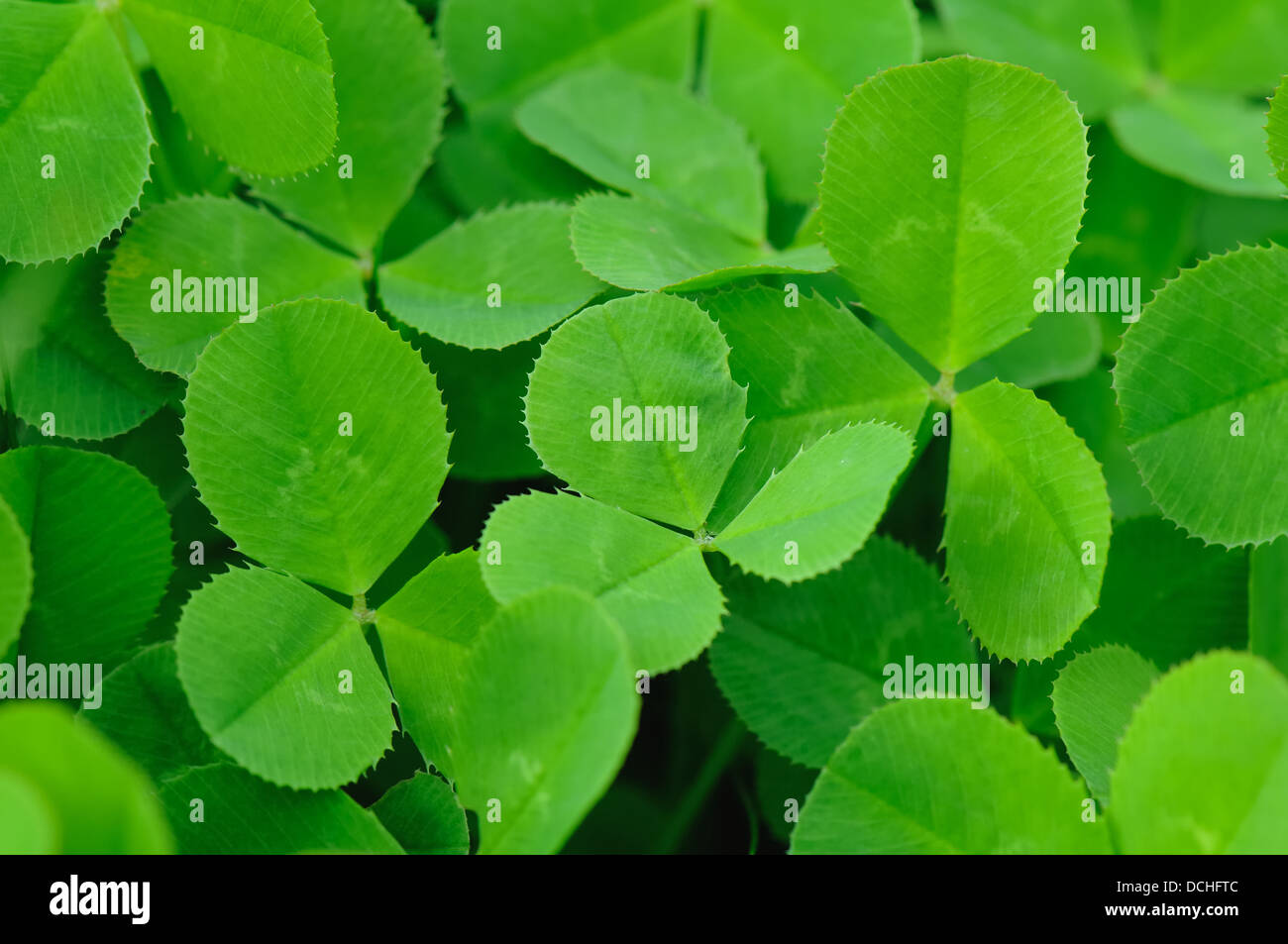 Klee. (Trifolium) oder Kleeblatt, ist eine Gattung von etwa 300 Arten von  Pflanzen in den Hülsenfrüchten Erbse Familie Fabaceae Stockfotografie -  Alamy