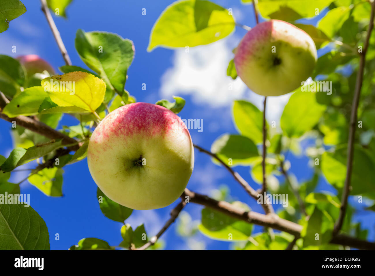 Äpfel auf einem Ast gegen den Himmel, Ansicht von unten. kleine Schärfentiefe Stockfoto