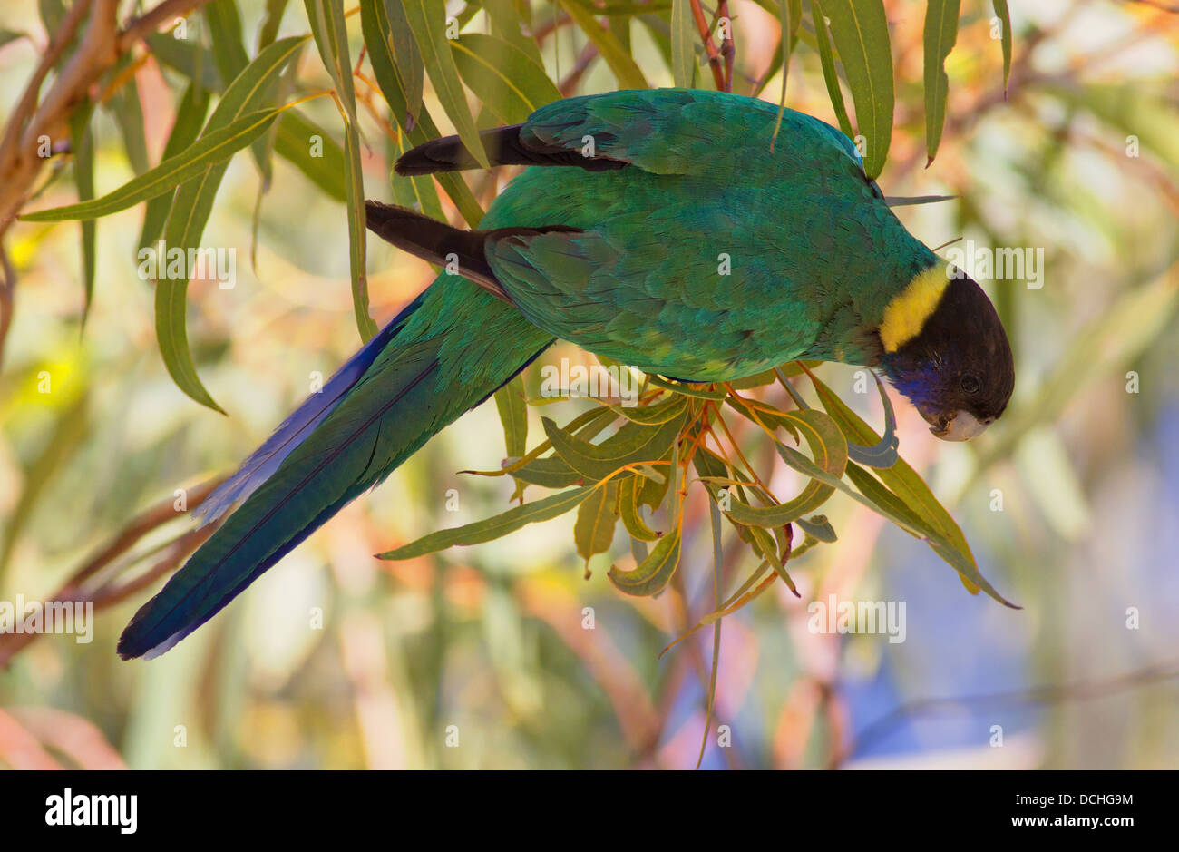 beringt necked Papageien Vögel Wildlife Australien Australian Central Northern Territory Stockfoto