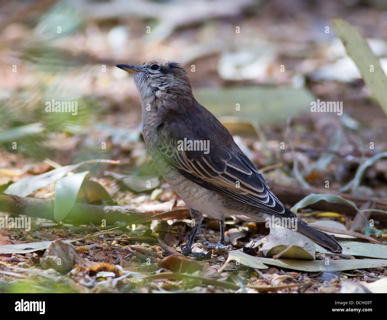Vogel-Tierwelt Australien Australian Central Northern Territory Stockfoto