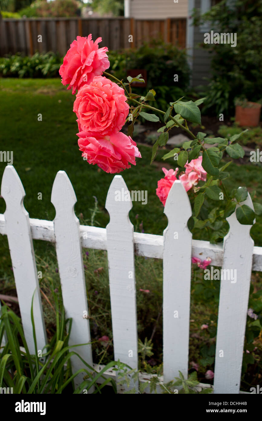 Ein Bündel von rosa Rosen wachsen entlang einer weißen Lattenzaun. Stockfoto