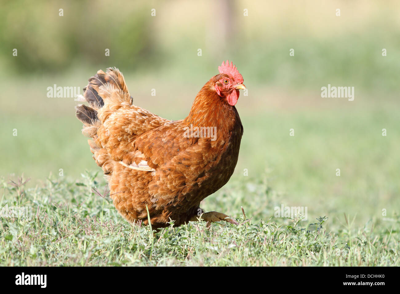 bunte Henne auf grünem Rasen - kurze Schärfentiefe Stockfoto