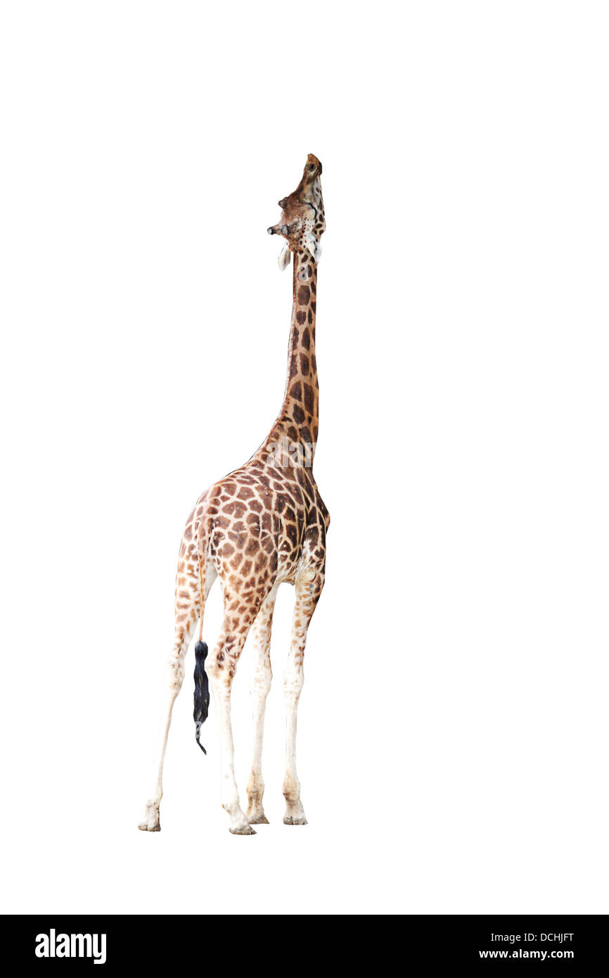Giraffe Stockfoto
