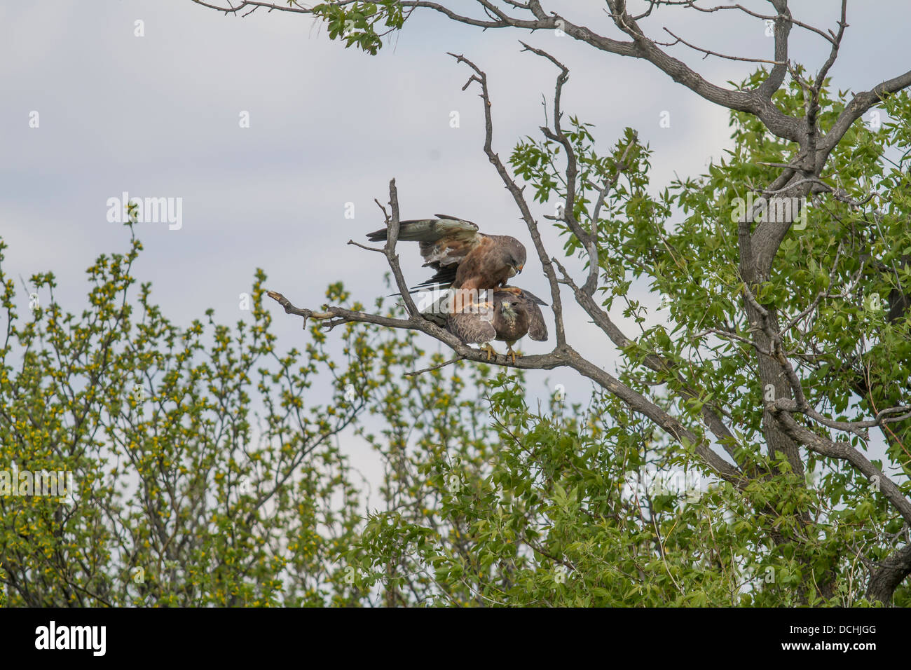 Swainson der Falke (Buteo Swainsoni) Paar Greifvögel, Paarung, während in den Bäumen, ihrem natürlichen Lebensraum Strathmore, Alberta, Kanada Stockfoto