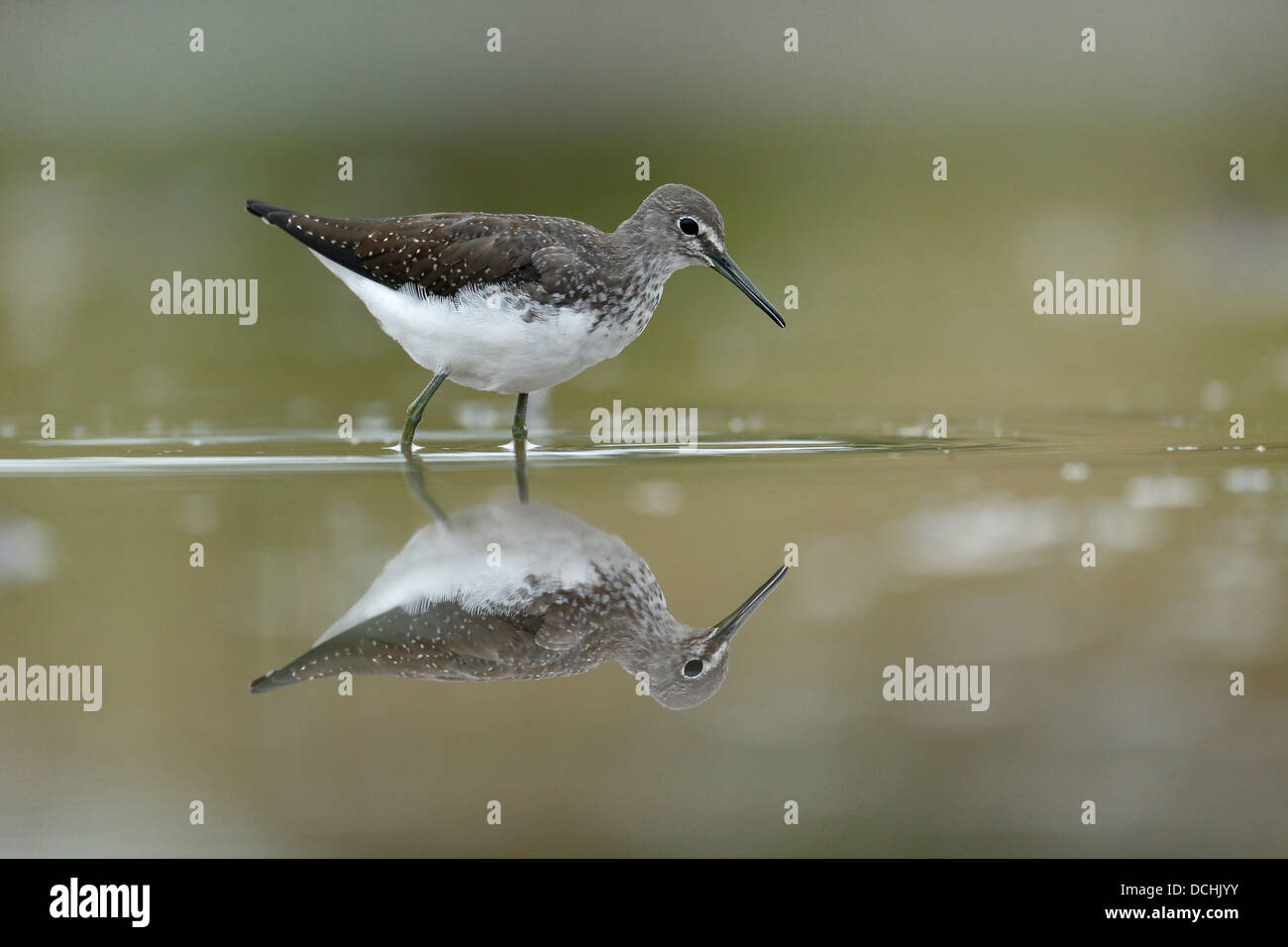 Grüne Flussuferläufer, Tringa Ochropus, einziger Vogel im Wasser, Warwickshire, August 2013 Stockfoto Grüne Flussuferläufer, Tringa Ochropus, einziger Vogel im Wasser, Warwickshire, August 2013 Stockfoto