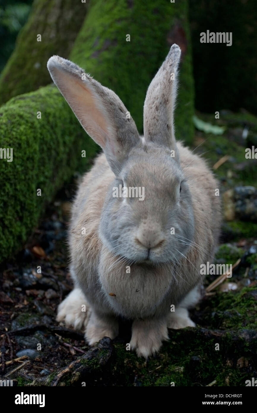 Kaninchen vor der Kamera am Fuße eines Baumes Stockfoto