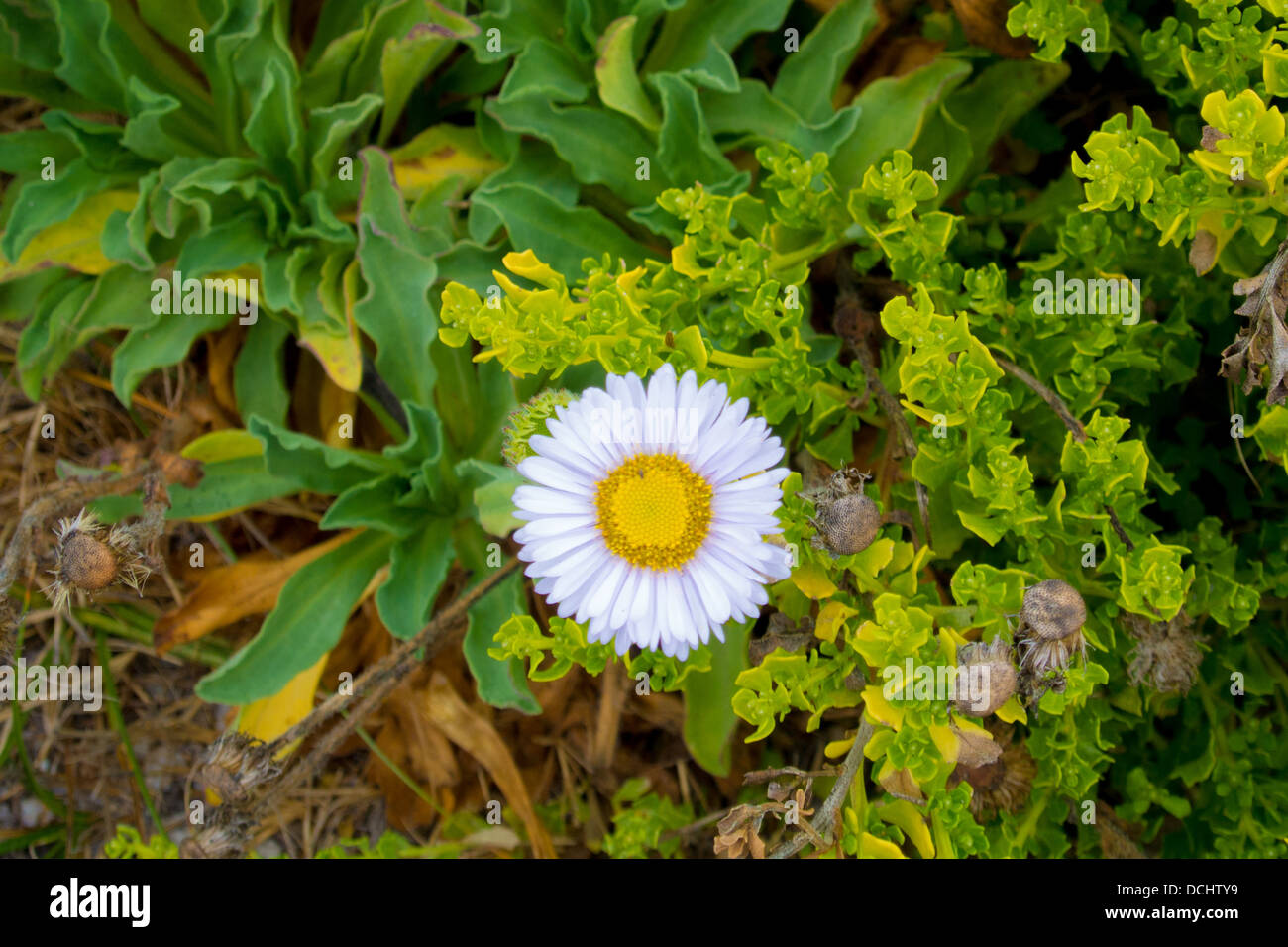 Seaside Daisy (Meer Berufkraut), Erigeron Glaucus, Asilomar State Beach, Pacific Grove, Kalifornien Monterey Peninsula Stockfoto