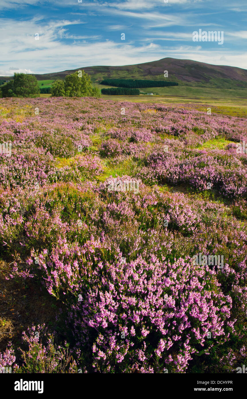 Heather, Ling, Calluna Vulgaris, Cromdale Hügel, Cairngorms-Nationalpark, Hochland, Schottland Stockfoto