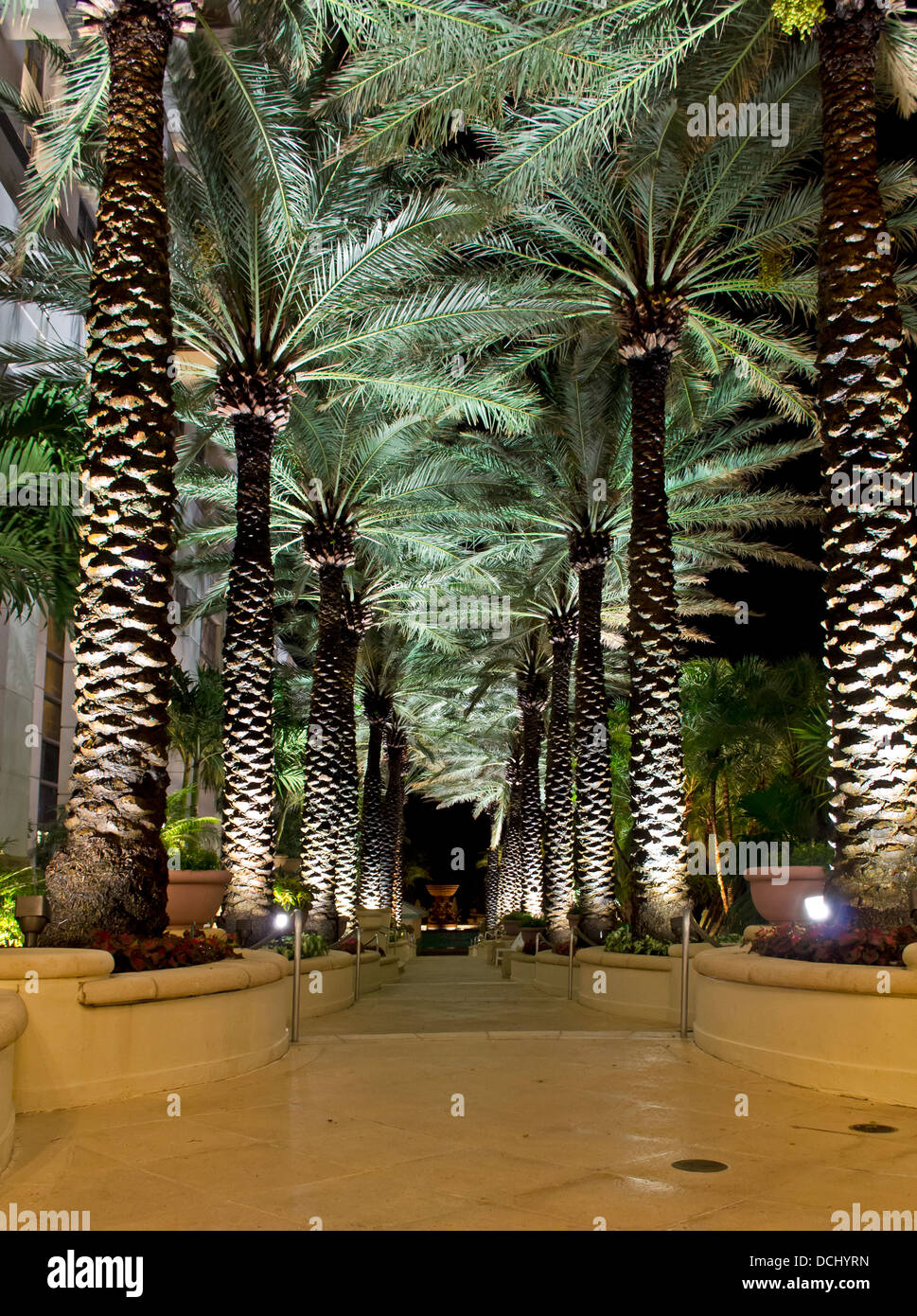 Äußere Weg gesäumt von Palmen im Loews Hotel in South Beach, Miami nachts beleuchtet. Stockfoto