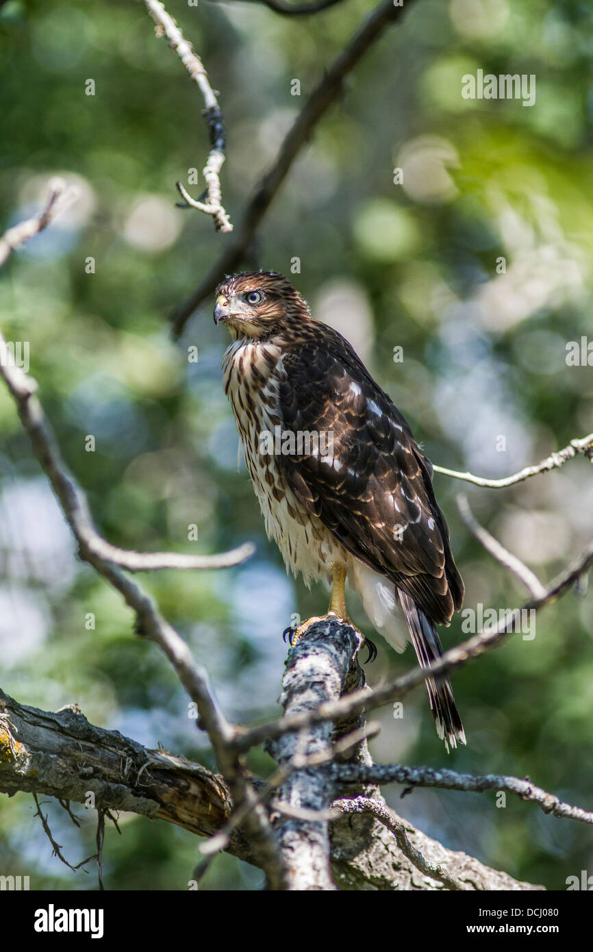 Sharp – Shinned Hawk-Juvenile (Accipiter Striatus) erste Jahr Falke thront in der Nähe des Nestes. Vertikale Porträt. Attons Lake Park Stockfoto
