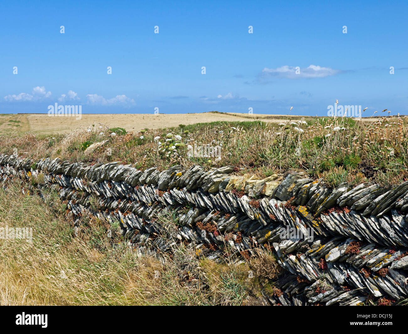 Cornish Fischgräten Stein Hecke Stockfoto