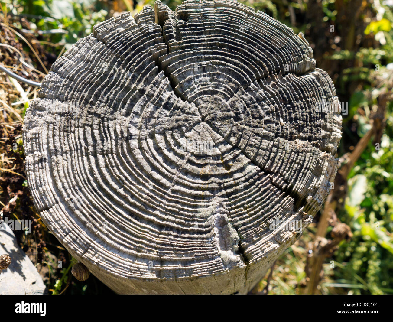 Jahrringe auf hölzernen Pfosten Stockfoto