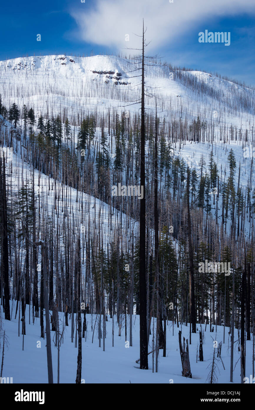 Hang mit verbrannt bei Waldbrand in Oregon im winter Stockfoto