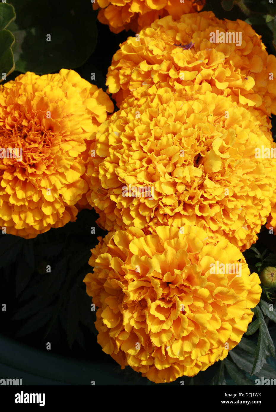 Afrikanische Ringelblume, mexikanische Ringelblume, aztekische Ringelblume, Tagetes Erecta, Asteraceae. Stockfoto