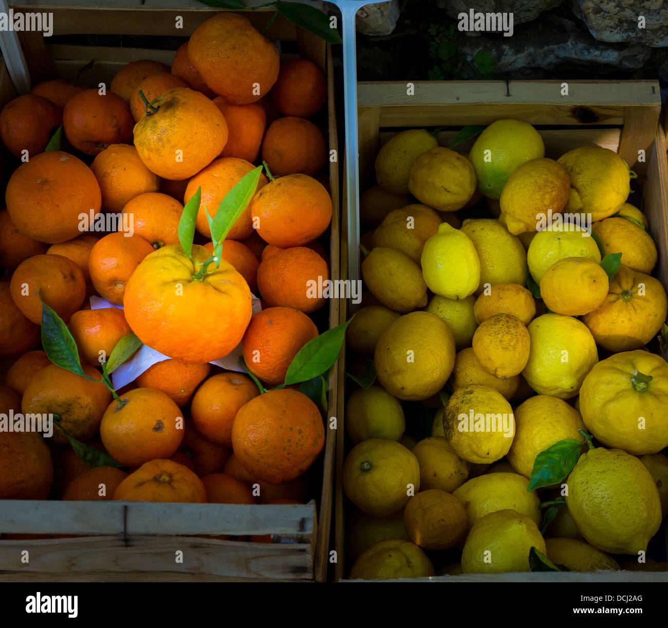 Frischen Baum Reife Orangen und Zitronen zum Verkauf in Saint-Paul-de-Vence in Südfrankreich Stockfoto