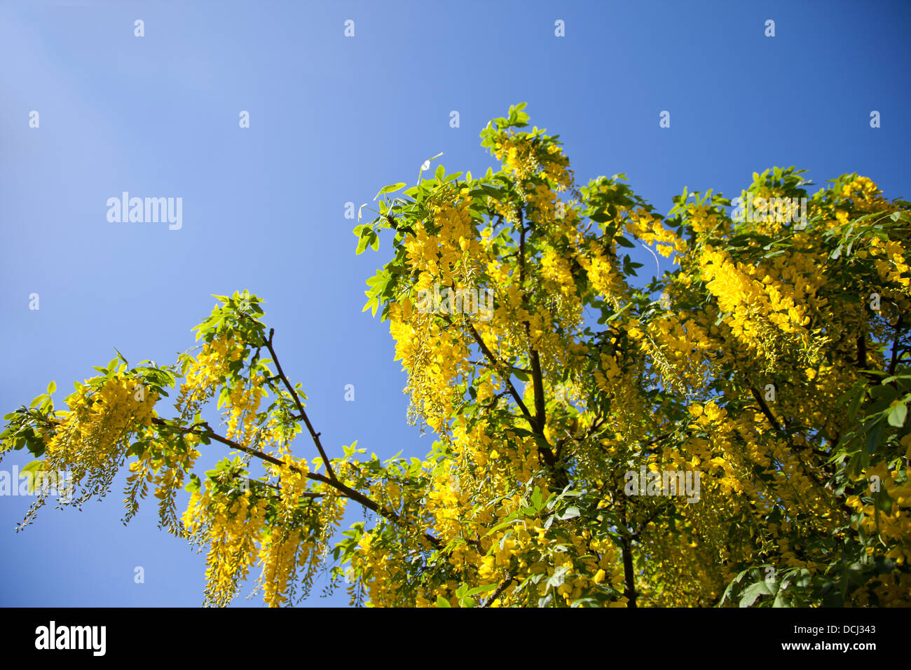 Goldene gelbe Kette Baum Laburnum mit Blüten mit blauen Himmelshintergrund Stockfoto