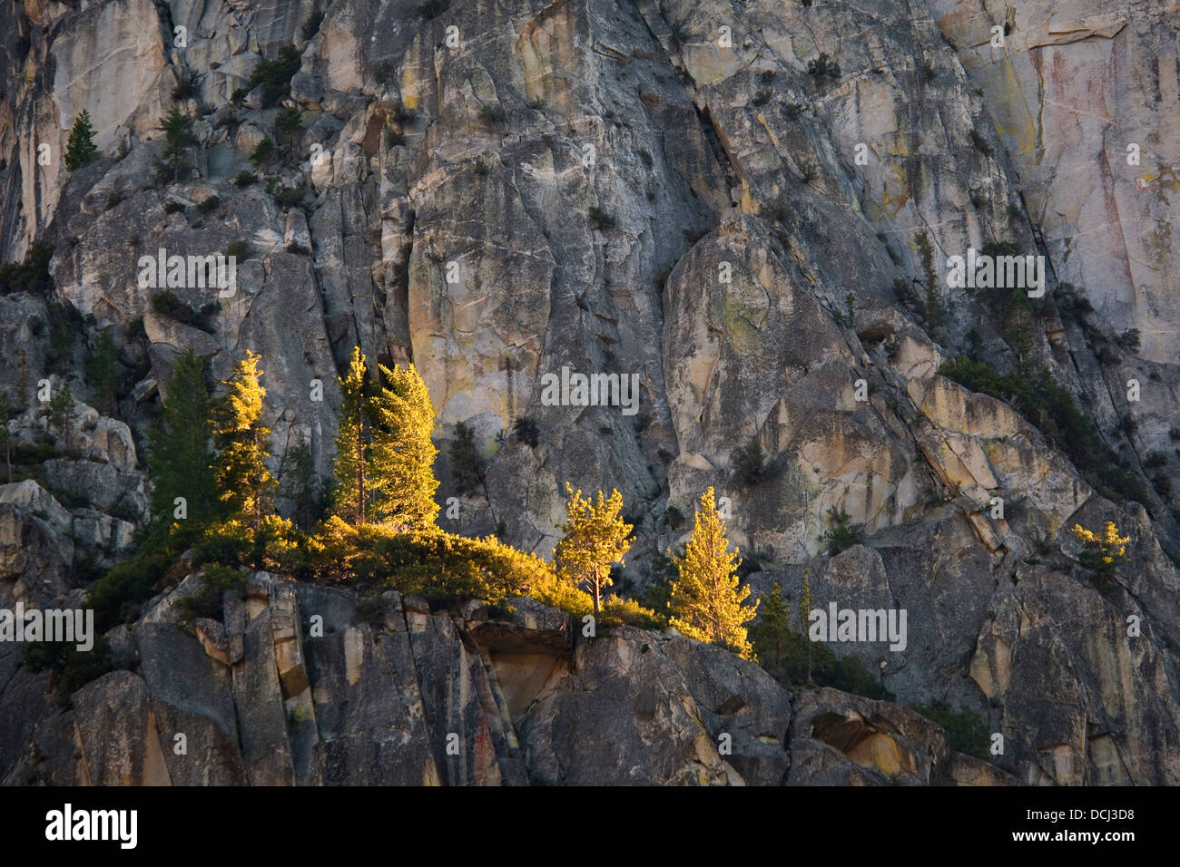 Sonnenbeschienenen Bäume auf schiere Granit Felsen auf der Grand Sentinel, Kings Canyon Nationalpark, Kalifornien Stockfoto