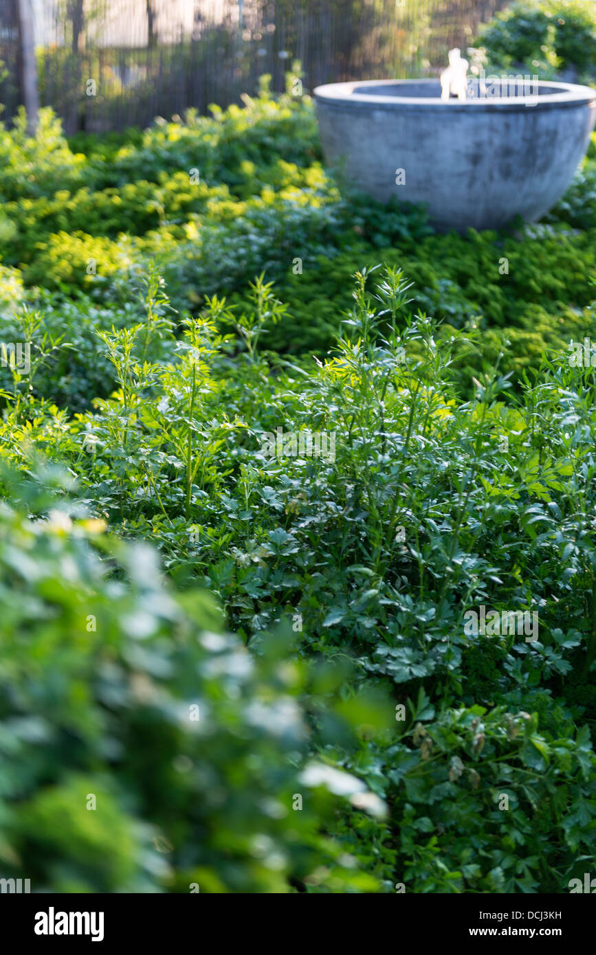 Petersilie-Garten Stockfoto