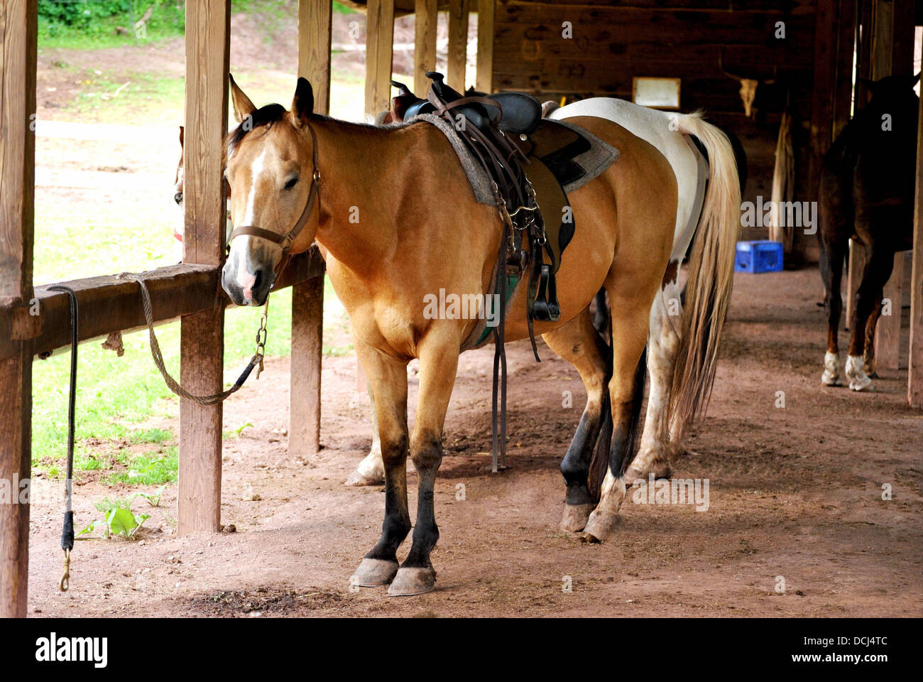 Gesattelt braunes Pferd warten auf Fahrt Stockfotografie - Alamy