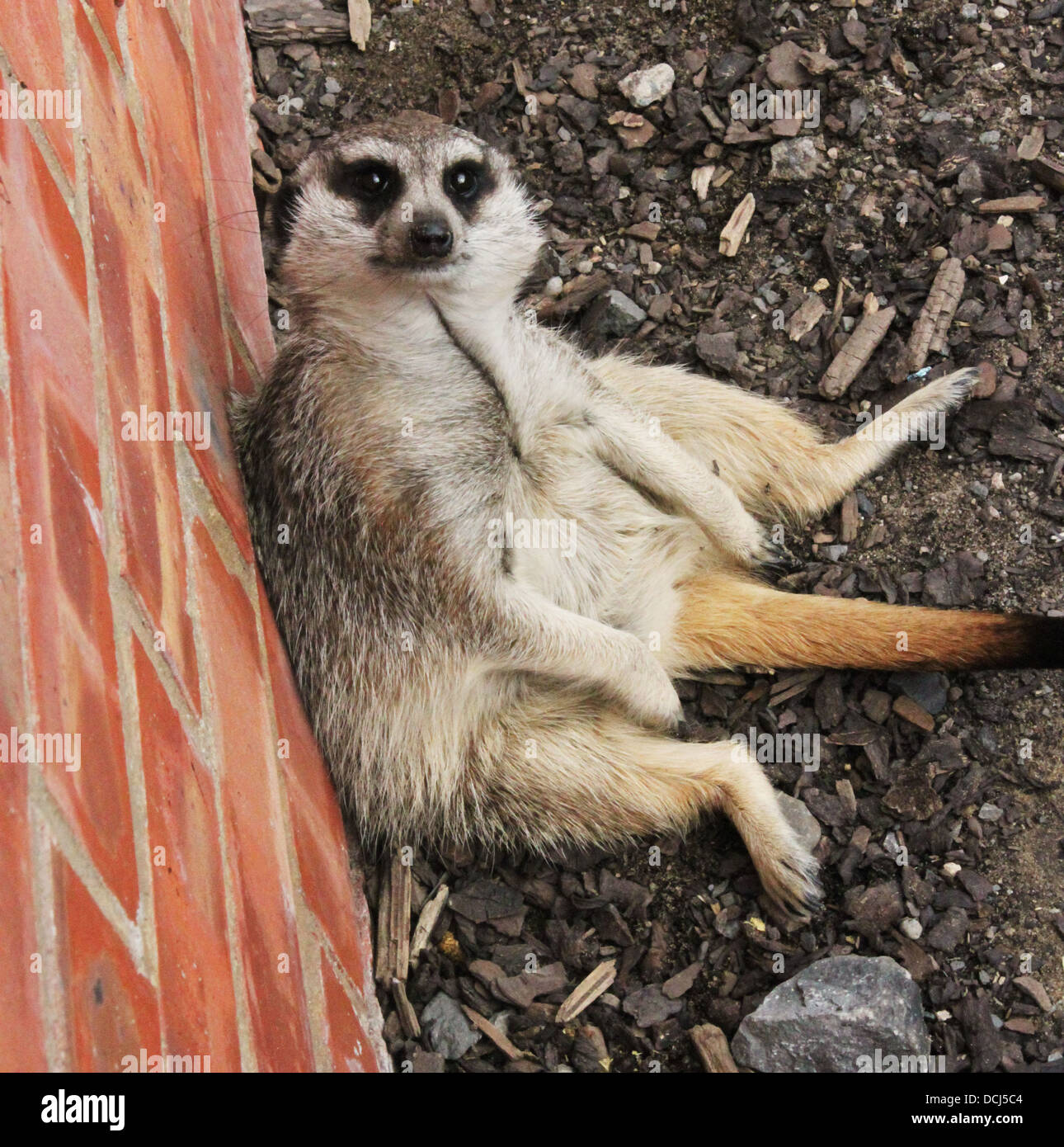 Erdmännchen blickte zu Kamera Stockfoto