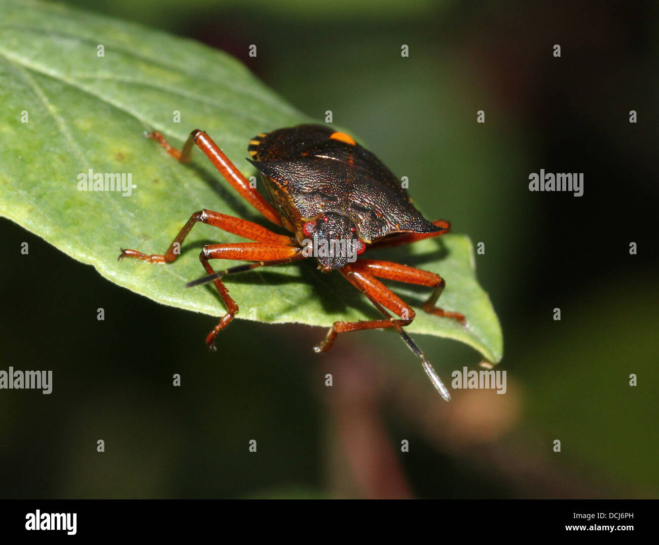 Nahaufnahme von den Wald-Bug (Pentatoma Art) Stockfoto
