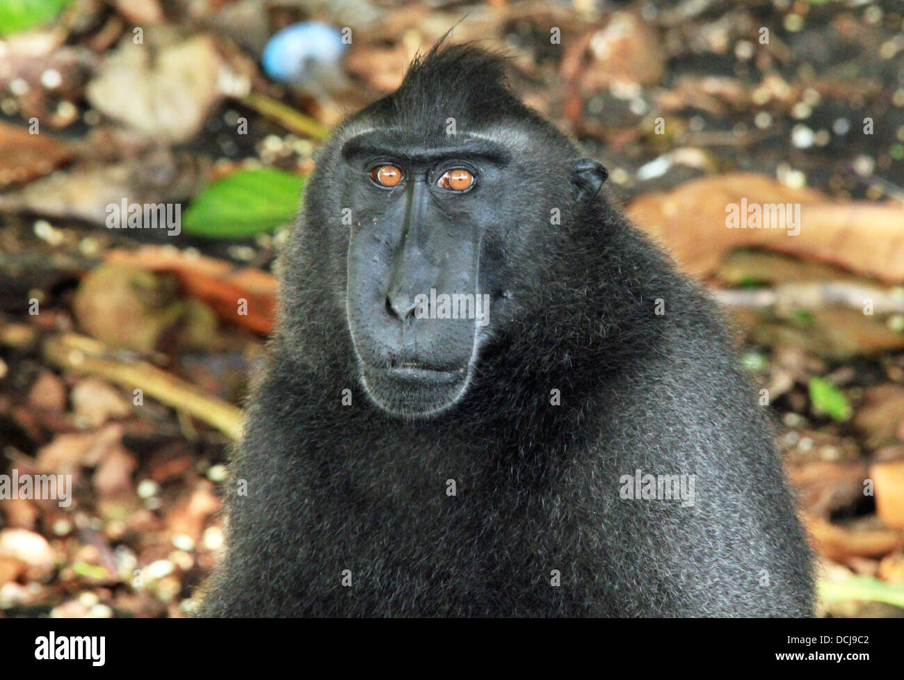 Porträt von einem schwarzen Makaken/Celebes Crested Macaque (Macaca Nigra), Tangkoko, Indonesien Stockfoto
