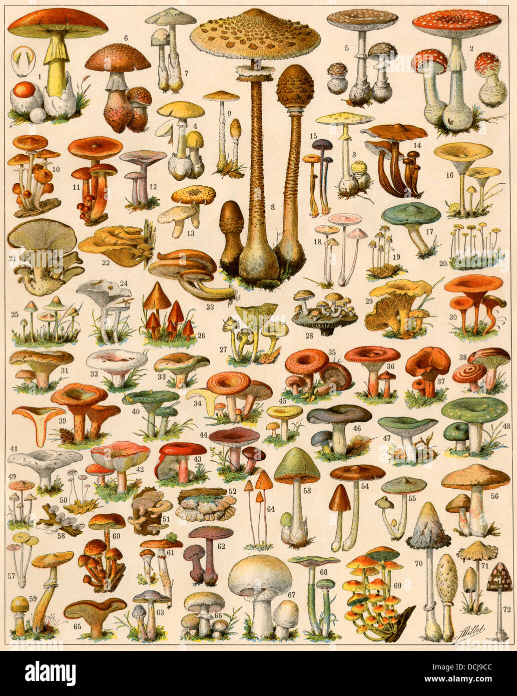 Sorten von Pilzen. Farblithographie Stockfoto