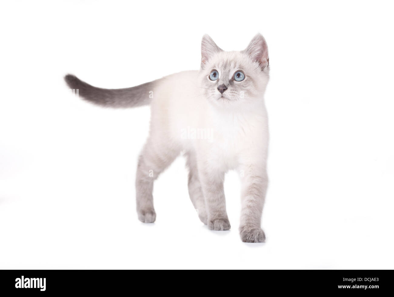 Schöne blaue Auge siamesische Kätzchen, isoliert auf weiss Stockfoto