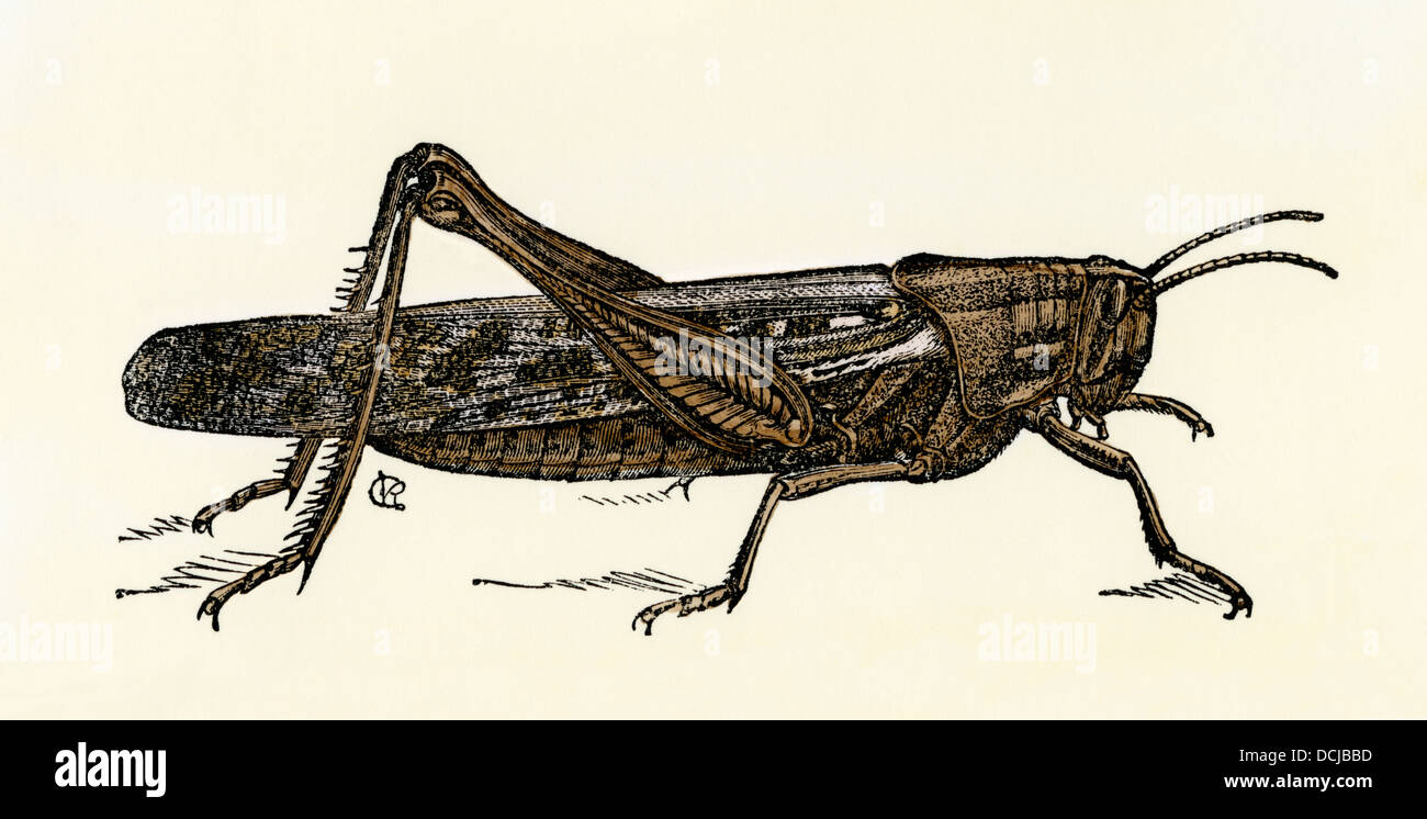 Nordamerikanischen Heuschrecke, schistocerca Americana. Hand - farbige Holzschnitt Stockfoto