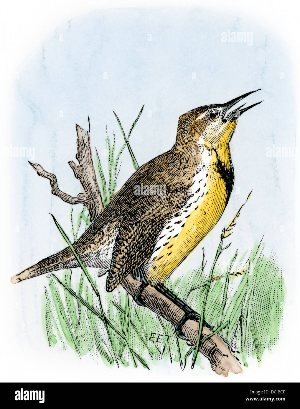 Western meadowlark singen. Hand - farbige Holzschnitt Stockfoto