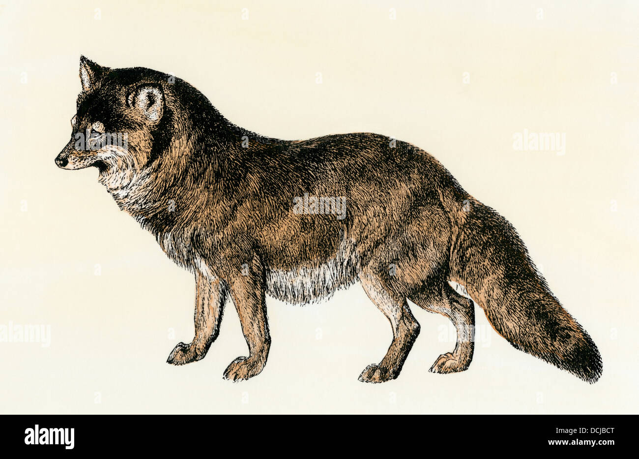 Bushy-tailed Coyote des amerikanischen Westens. Hand - farbige Holzschnitt Stockfoto