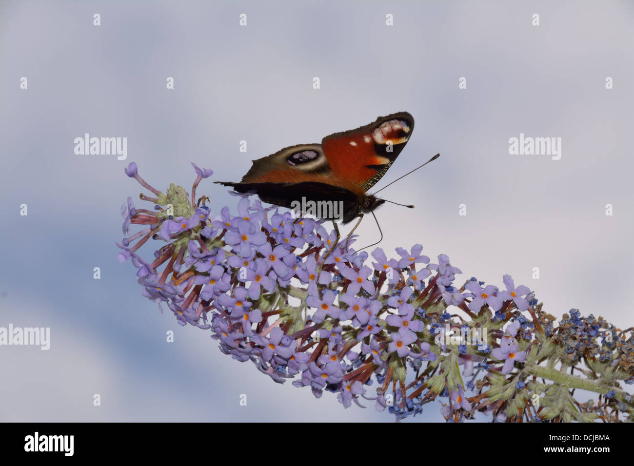 Ein Tagpfauenauge (Inachis Io) ernährt sich von Buddleja / Sommerflieder in der warmen Sonne.  Der Rüssel ist deutlich erkennbar.  Essex UK Stockfoto