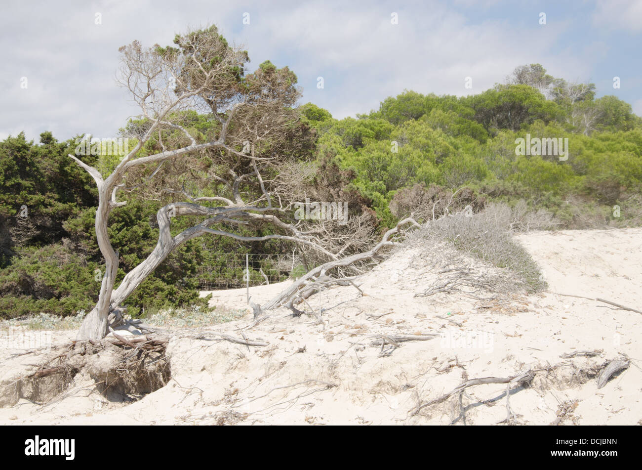 Verdrehte Kiefer auf einer Düne am Strand Stockfoto