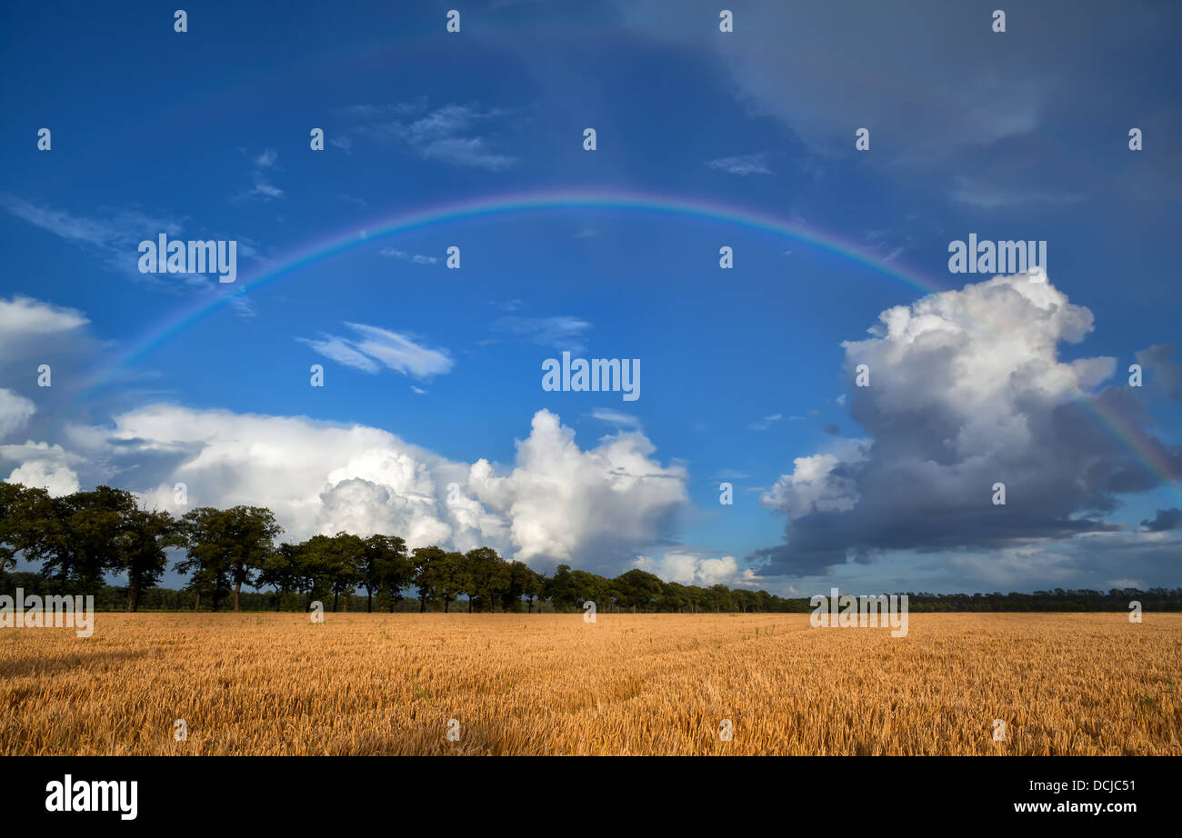 Regenbogen über Weizenfeld nach Sommerregen Stockfoto