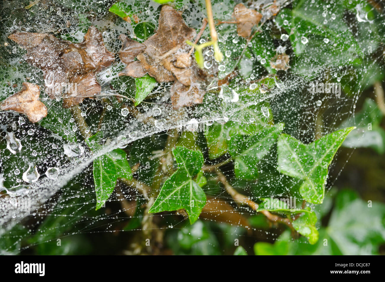 Regentropfen Wasser Tropfen auf das Efeu Pflanzenwachstum gefangen auf  feine Strnge Spinnennetz mit Bach fliet unter ausgesetzt Stockfotografie  - Alamy