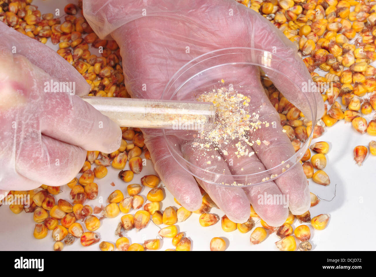 Mais und Mais-Pulver in einem Reagenzglas Stockfoto