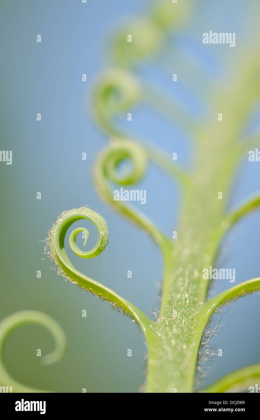 Neue Wachstums- und Wedel von Cycad Pflanzenblattes mit sich wiederholenden Spulen Spirale Flugblätter gegen blauen Himmel Natur von Zahlen Stockfoto