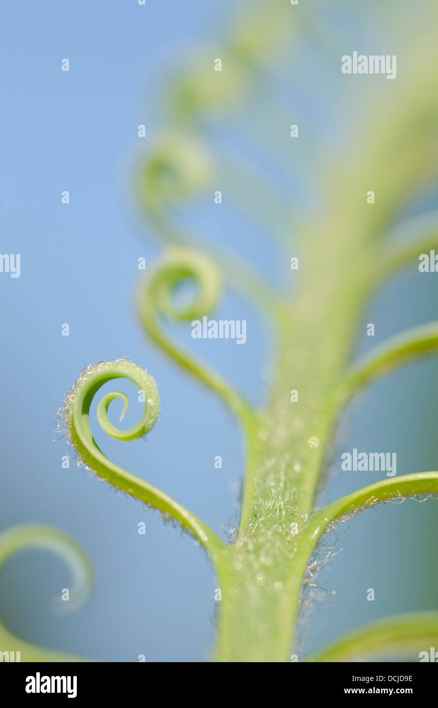 Neue Wachstums- und Wedel von Cycad Pflanzenblattes mit sich wiederholenden Spulen Spirale Flugblätter gegen blauen Himmel Natur von Zahlen Stockfoto