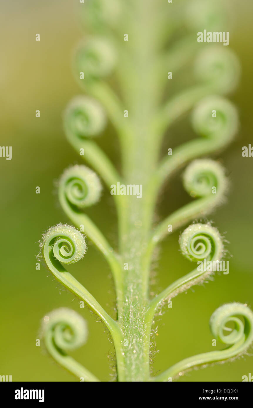 Neue Wachstums- und Wedel von Cycad Pflanzenblattes mit sich wiederholenden Spulen Spirale Flugblätter gegen blauen Himmel Natur von Zahlen Stockfoto