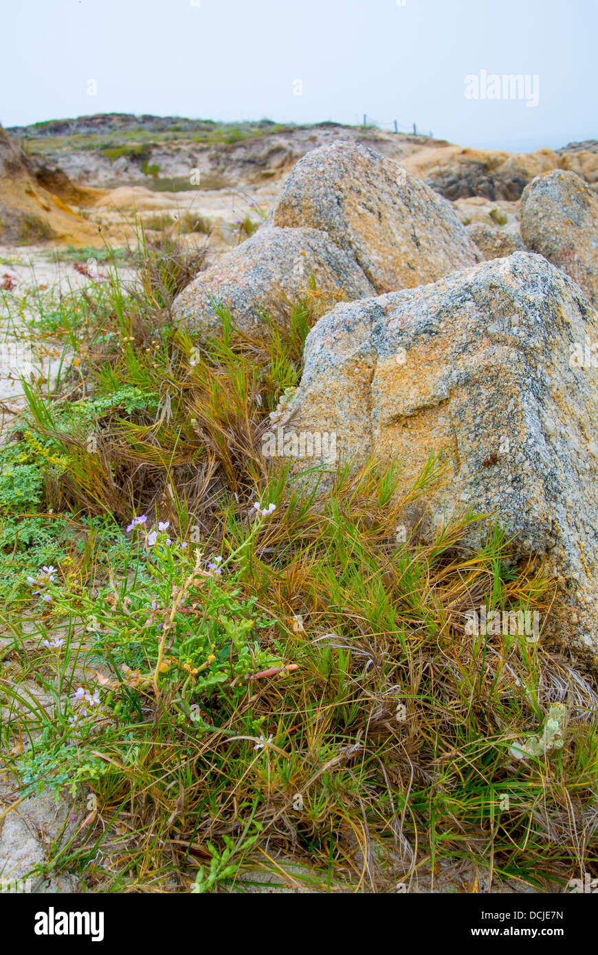 Strand-Flora (Ausrichtung) und Felsen in der Gezeitenzone, Asilomar state Kalifornien, Pacific Grove, Monterey Peninsula Stockfoto